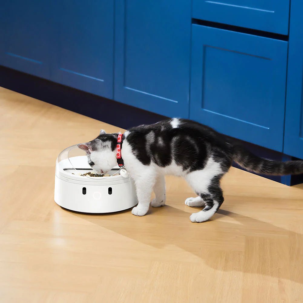 RFID Pet Feeder: Personalize diet for each pet! - Xiaomi CrowdfundingXiaoMi Crowdfunding